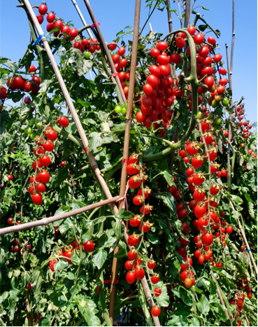 地康源肥料：讓紅貴人番茄的“天賦”，結出更驚艷的豐收